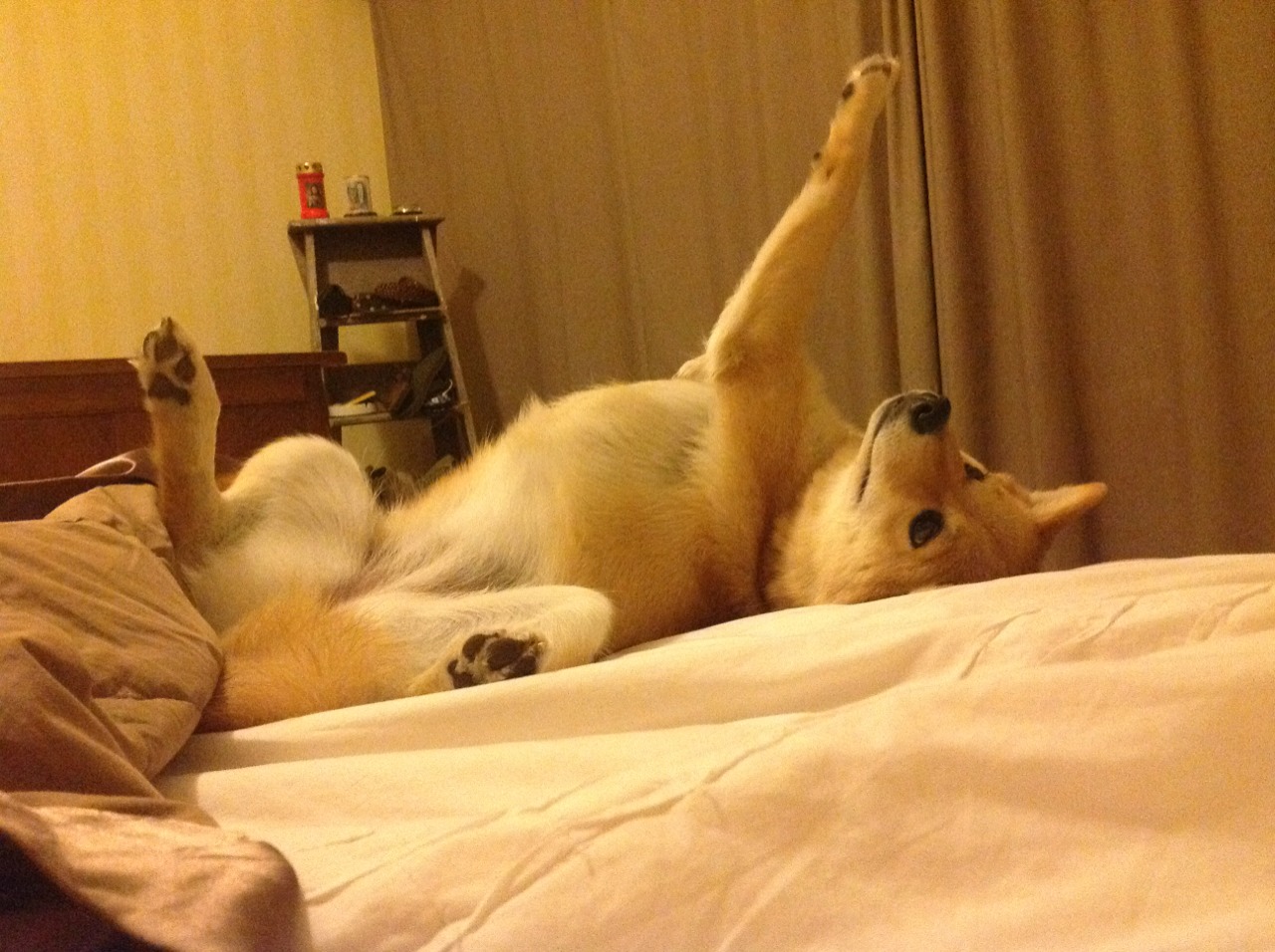 【转会动态】球队引援引发粉丝热议，球队转会费