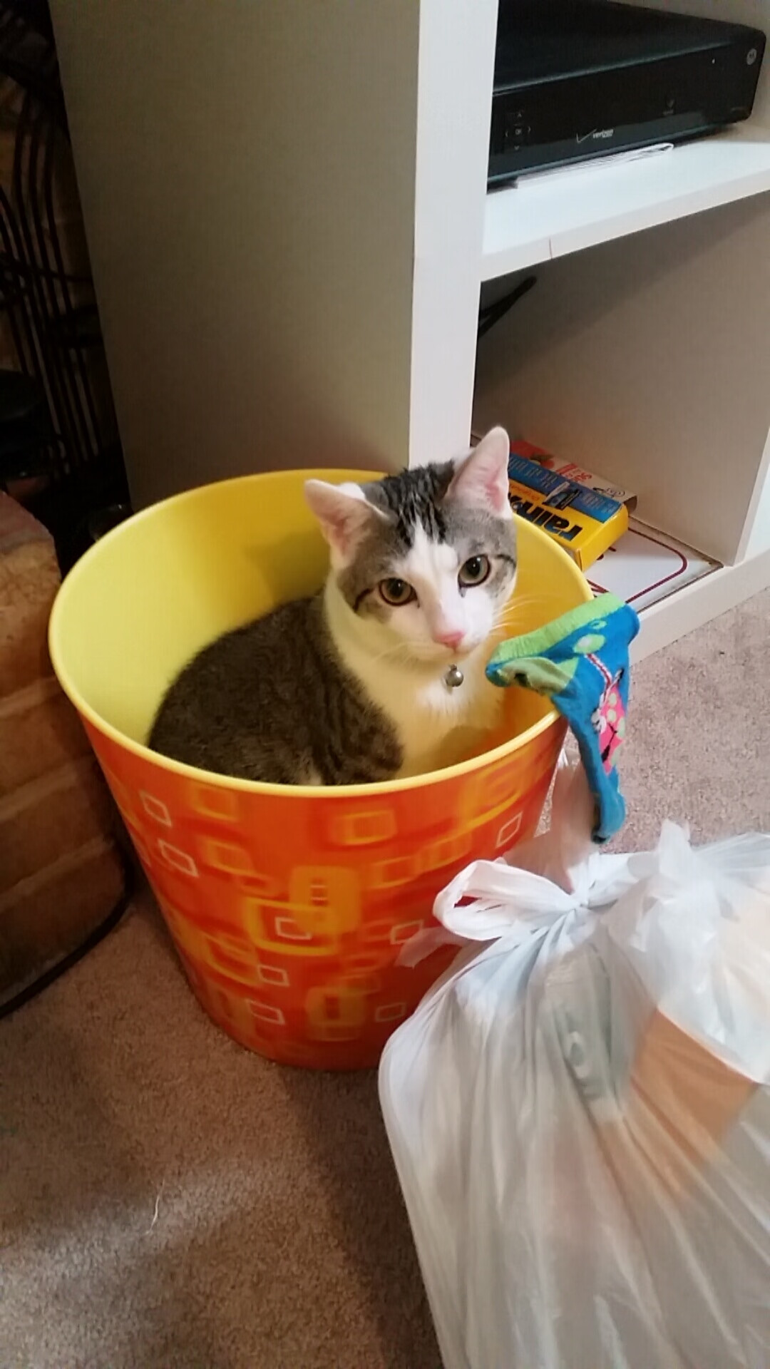 兼收并蓄:联盟中多元文化的精彩展现,兼收并蓄读音是什么意思