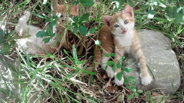 Kaiyun(中国)开云-巴西队在美洲杯小组赛中以1胜2平的战绩晋级八强，巴西队美洲杯主力阵容